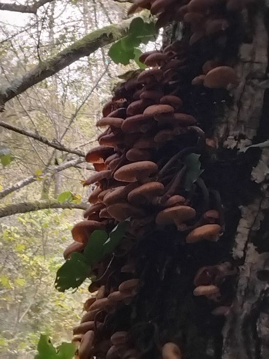 Mindful traveling and foraging: honeycombs