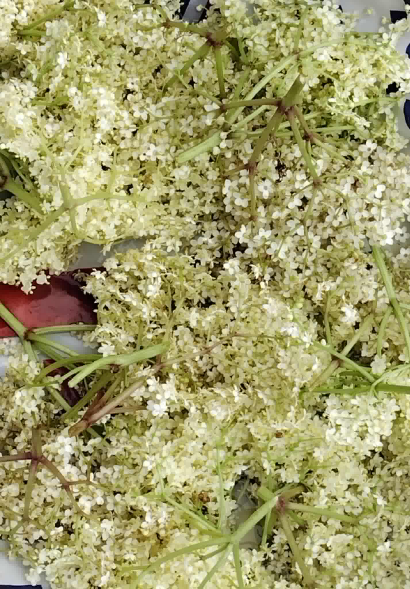 Why elderflower supports well-being