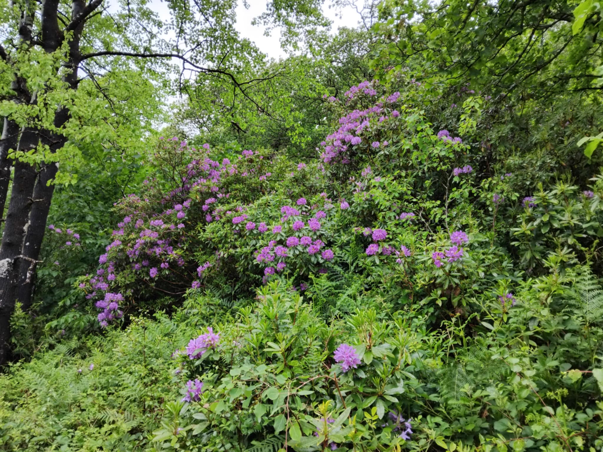 Rhododendron: beauty with a cost